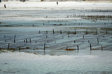 Wall Mural - sea weed plantation in the indian ocean