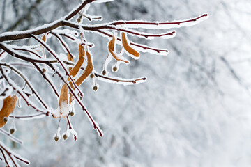 Wall Mural - Nature Winter background of tree branches with snow.