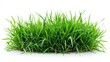 © Pat J. - Green grassland, isolated on white, with dew drops on the blades. A fresh and calming nature scene