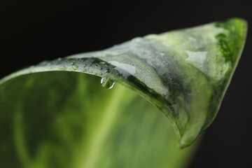 Wall Mural - plant with water drops on leaf against black background, macro view