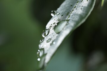 Wall Mural - plant with water drops on leaf against blurred background, macro view