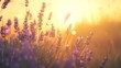 © PSCL RDL - A field of blooming lavender under the warm golden light of the setting sun, conveying calmness and natural beauty.