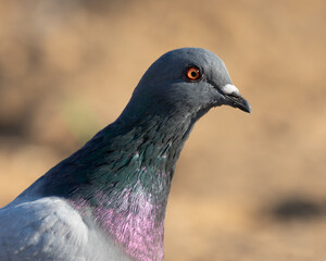 A closeup view of a common rock pigeon on a beach in New Jersey. You can see its beautiful iridescent coloring and piercing orange eyes.