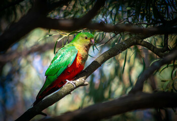 Australian King Parrot Perched on Branch