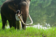 © Jack Tamrong - Back view woman with friendly Asian elephant relationship between woman and animal