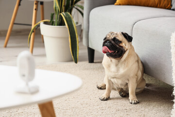 Cute pug dog sitting on carpet under video surveillance at home