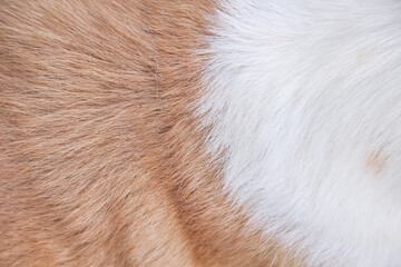 dog fur soft line patterns brown white texture or animal hair light background