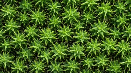 Closeup of thorny cactus texture, sharp detail, dry wild terrain, nature s resilience