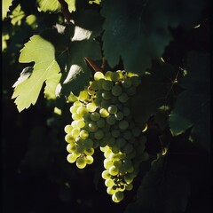 Wall Mural - A close-up of a cluster of vibrant green grapes hanging under the protective shade of vineyard leaves in the Penedes region, Spain. The delicate balance of light and shadow highlights the plump, dewy