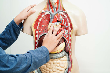 Asian student learning with human body model in anatomy biology in classroom at high school.