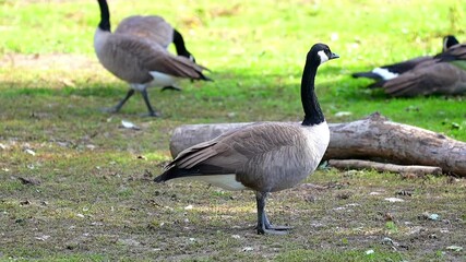 Wall Mural - Canadian Geese foraging in a grassy area with one prominently standing in the foreground - 120fps Slow Motion Footage