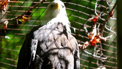 Wall Mural - Bald Eagle perched and gazing through its enclosure with vibrant green background - 120fps Slow Motion Footage