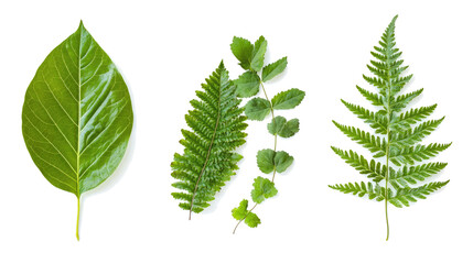 Tropical Leaves and Ferns Showcasing Vibrant Greenery and Texture Generative AI