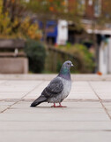 pigeon in the city