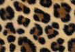 © Kanrakorn - closeup of the leopard print fabric texture , isolated on white background,  , copy space for text,