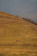 Wall Mural - sheep on a hill