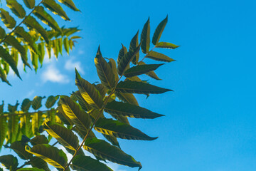 Wall Mural - bottom view of large green walnut leaves with yellow warm light from evening sun against blue sky wi