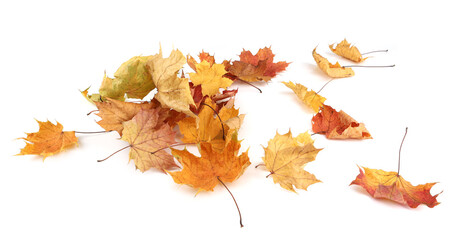 Wall Mural - Autumn leaves background with copy space. Colorful leaves on ground with empty place isolated on white background, autumn concept.