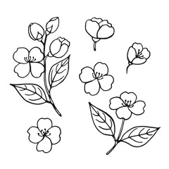 Wall Mural - Set of leaves and flowers of jasmine. Hand drawn vector illustration in outline style.