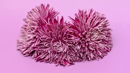 Wall Mural - chrysanthemums