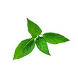 © Nattawut - A bunch of fresh basil leaves isolated with clipping paths on white background for graphic design.