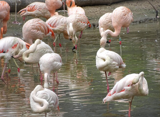 Wall Mural - Group of flamingos in the water