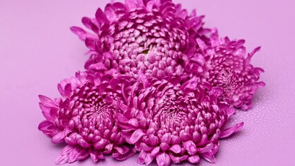 Wall Mural - chrysanthemums