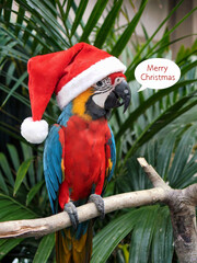 A colorful parrot wearing a Santa hat on a branch..