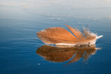 Fototapeta Koty - Bird feather in the sunshine on a partially frozen lake