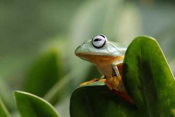 Wall Mural - tree frog on leaf, gliding frog (rhacophorus reinwardtii) sitting on leaves, javan tree frog on bran
