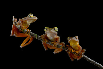 Wall Mural - three rhacophorus margaritifer or java flying frog on branch, javan flying frog on branch isolated o