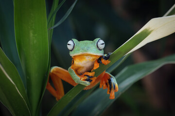 Wall Mural - tree frog on leaf, gliding frog (rhacophorus reinwardtii) sitting on leaves, javan tree frog on bran