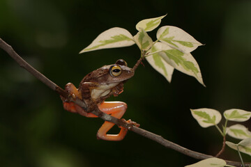 Wall Mural - rhacophorus margaritifer or java flying frog on branch, indonesian tree frog in rainforest