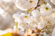 © ArtSvitlyna - White cherry blossoms blooming on a sunny spring day