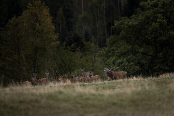 Wall Mural - red deer during rutting time. herd of deer in the birch forest. european nature during autumn time.