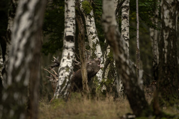 Wall Mural - red deer during rutting time. herd of deer in the birch forest. european nature during autumn time.