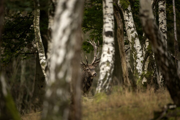 Wall Mural - red deer during rutting time. herd of deer in the birch forest. european nature during autumn time.