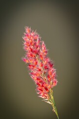 Wall Mural - Vibrant pink grass flower close-up