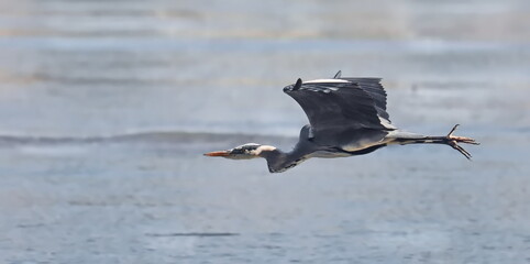 Wall Mural - Gray Heron in flight, Ardea cinerea, birds of Montenegro	