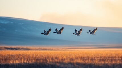 Wall Mural - Four canada geese flying over grass field at sunrise