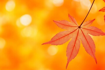 Maple leaf on branch with blurred background during autumn season.