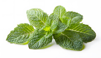 Green mint leaves isolated on white background