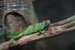 © Damian - A vibrant green iguana lounges on a branch in a tranquil autumn setting in Strasbourg, capturing the beauty of nature in transition