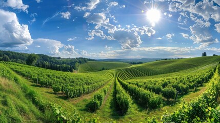 A bustling hop farm during harvest season, with workers picking hops and baskets overflowing with green cones