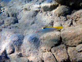 Wall Mural - The checkerboard marble wrasse - (Halichoeres hortulanus)