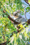 Fototapeta Morze - Cute koala bear resting on eucalyptus tree in its natural habitat on Magnetic Island, Queensland, Australia. 