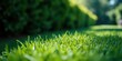 © Collection - A close-up perspective of vibrant green grass blades, illuminated by the warm glow of sunlight, creating a soft and tranquil natural background.