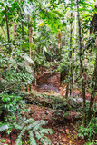 Fototapeta Morze - Tropical rainforest in Daintree River National Park in Queensland, Australia. 