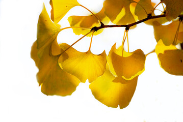 Wall Mural - closeup on beautiful yellow leaf  of a Gingko tree in autumn on white background