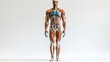© Barosanu - A life-size anatomical figure representing the muscular and skeletal structures of the human body, designed for educational and clinical analysis and demonstrations.